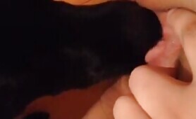 66836 dog lick