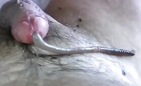 Dude lets a worm slither inside his cock