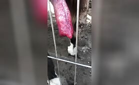 Big Red Rocket cumming