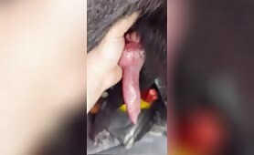 Dog Cock 4