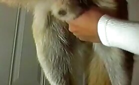 Dog Handjob