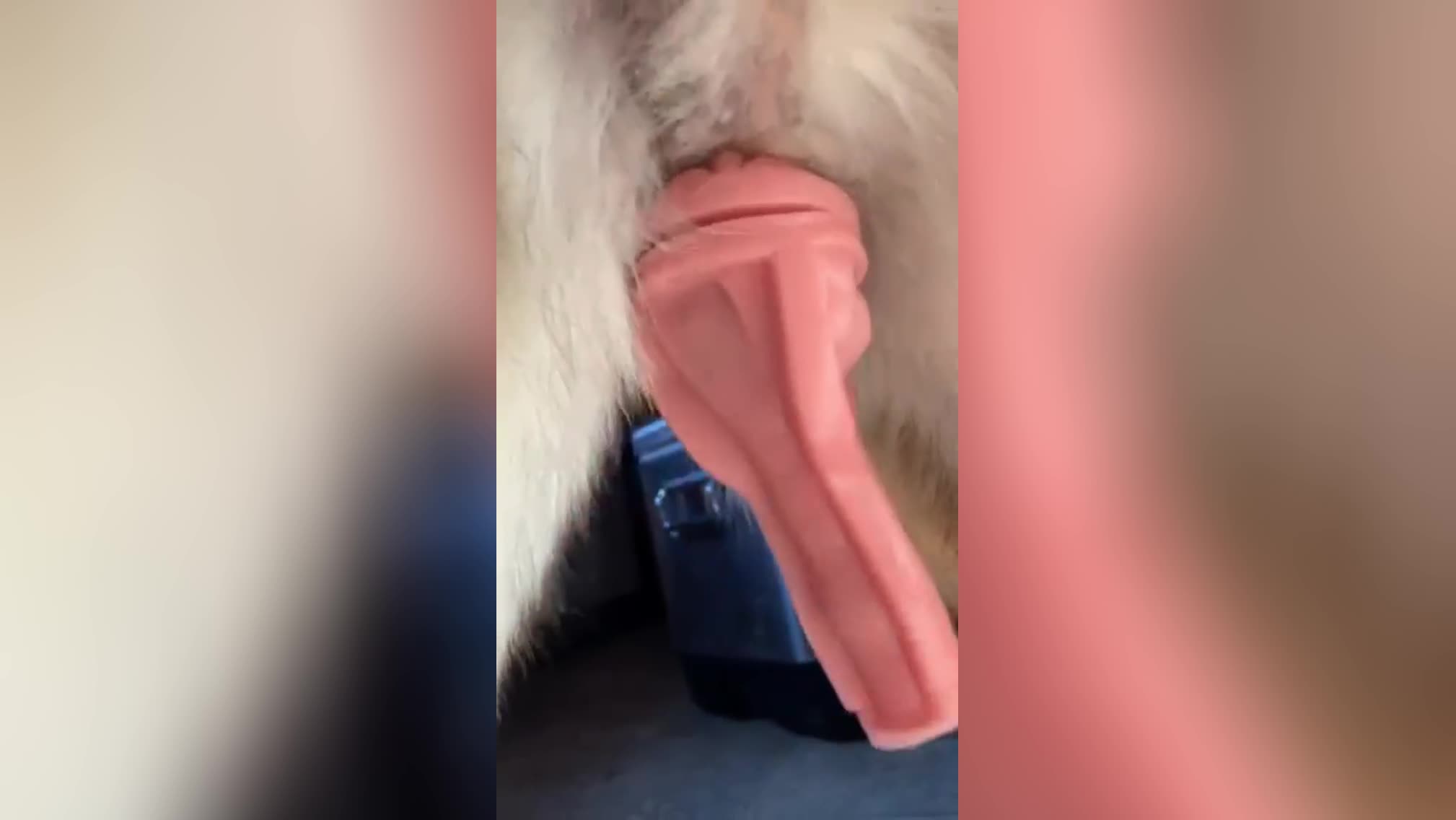 Dog Knots Fleshlight - Videos - All Bestiality in one place