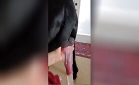 Dog cock 1