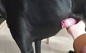 Dog handjob2