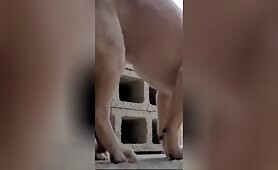 Horny Dog