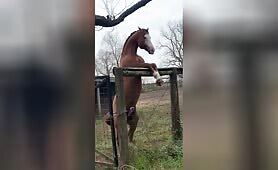 Horse cumshot