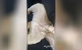 Wife enjoying dog dick