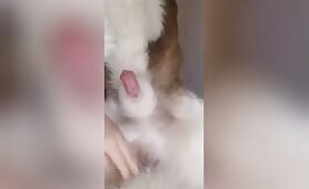 dog cock testing
