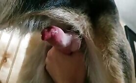 dog handjob and cum spraying