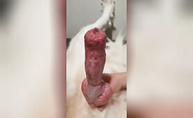 dog penis