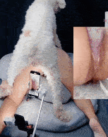 Amateur Tusizi - Chinese dog artist 9