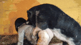 Obsession by Ariel (2 boars and one dog)  - K9Lady - EXCLUSIVE