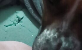 My dog friend newer fail