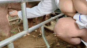 Semen extraction - Boar - EXCLUSIVE