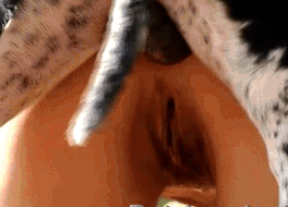 Salvar - Anal Dog - Knot GEM