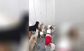 A good boy  Productions - Amateur - 10