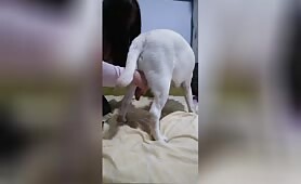 Chrysanthemum morifolium - 秋菊 - Amateur - Chapter 17