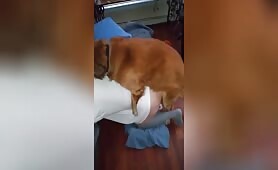 Best Buddies 2